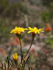 Steirodiscus tagetes