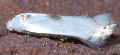 Pseudopostega