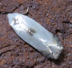 Pseudopostega