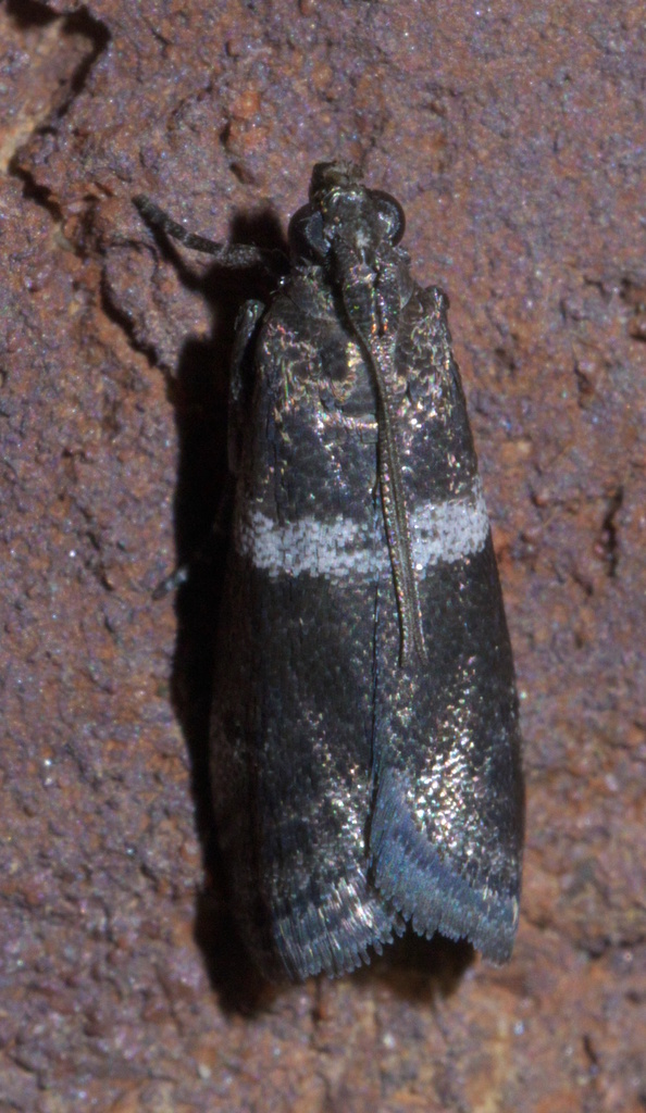 Appleleaf Skeletonizer
