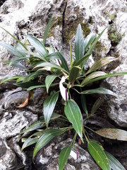 Anthurium antioquiense