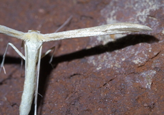 Pterophorini