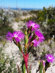 Ruschia tecta