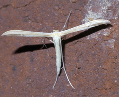 Pterophorini