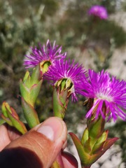 Ruschia tecta