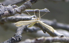 Pterophorini