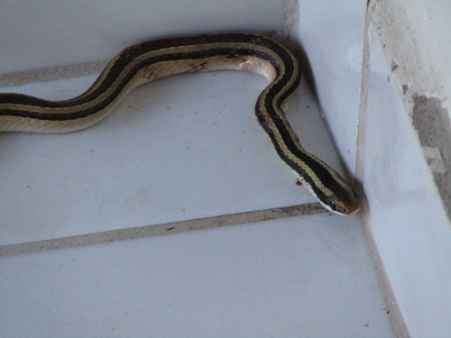 Lema's Ground Snake