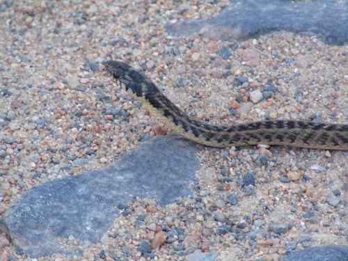 Mossoro Smooth Snake