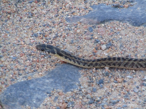 Mossoro Smooth Snake