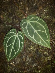 Anthurium crystallinum