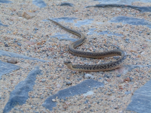 Mossoro Smooth Snake