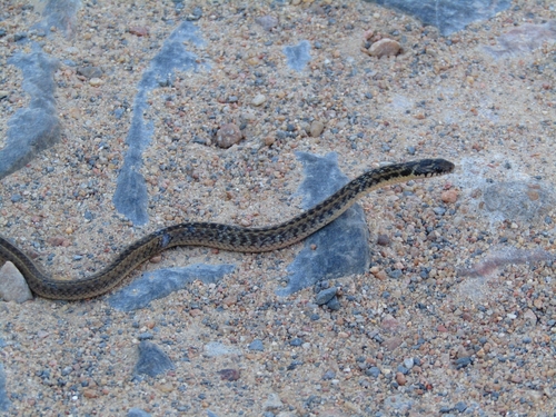 Mossoro Smooth Snake