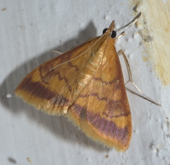 Pyrausta onythesalis