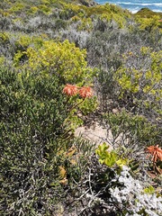 Aloe distans