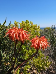 Aloe distans