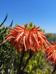 Aloe distans