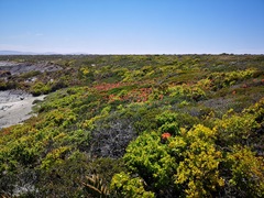 Aloe distans