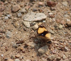 Junonia hierta hierta