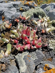 Cheiridopsis rostrata