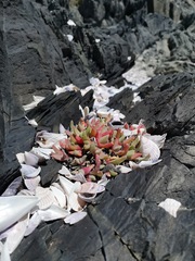 Cheiridopsis rostrata