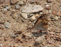 Junonia hierta hierta