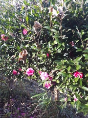 Camellia japonica