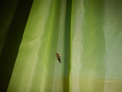 Forficula smyrnensis