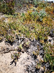 Pelargonium carnosum carnosum