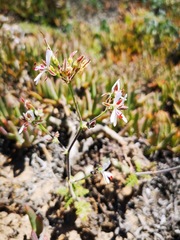 Pelargonium carnosum carnosum