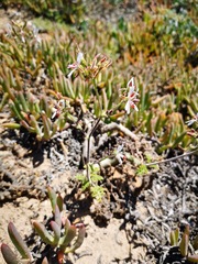 Pelargonium carnosum carnosum