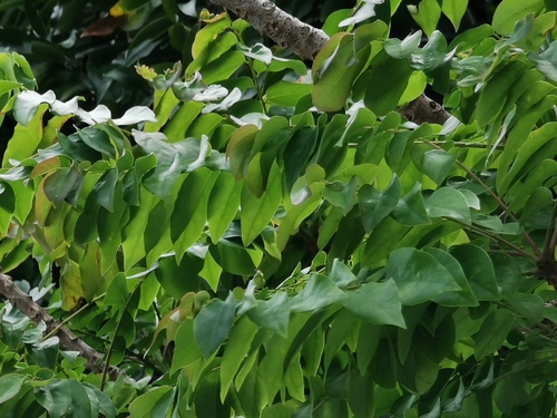 Phyllanthus acidus image