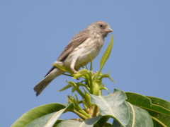 Crithagra leucopygia