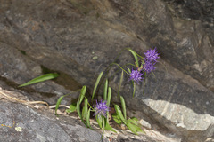 Phyteuma scheuchzeri