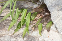 Phyteuma scheuchzeri