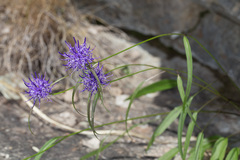 Phyteuma scheuchzeri