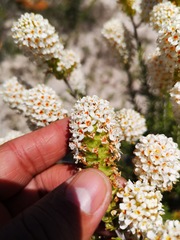 Microdon capitatus