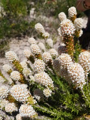 Microdon capitatus