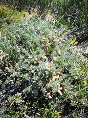 Podalyria sericea