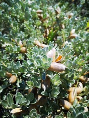 Podalyria sericea