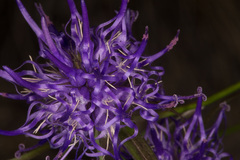 Phyteuma scheuchzeri