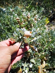 Podalyria sericea