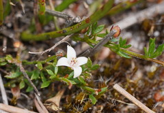 Cyanothamnus nanus nanus