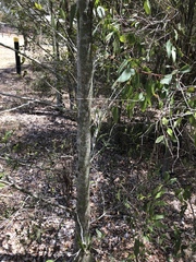 Aphananthe philippinensis