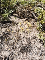 Pelargonium sabulosum