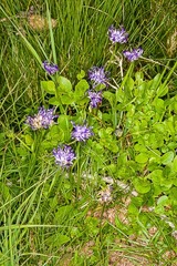 Phyteuma hemisphaericum