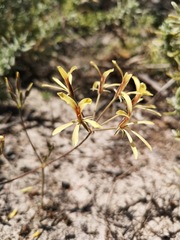 Pelargonium sabulosum