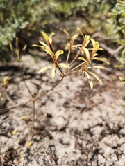 Pelargonium sabulosum