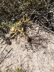 Pelargonium sabulosum