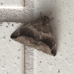 Bastilla maturescens