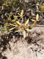 Pelargonium sabulosum